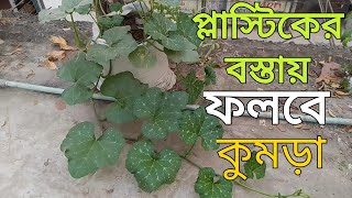 প্লাস্টিকের বস্তায় মিষ্টি কুমড়ার চাষ| বস্তায় সবজি চাষ পদ্ধতি| Misti Kumro Chas