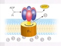 高中生物【教學視訊】焦點 50 atp的形成：