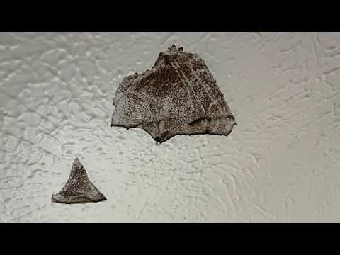 Termite Drywall Damage Repair - YouTube