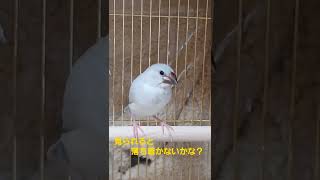 落ち着かない様に見えて最後は…。#javasparrow  #シルバー文鳥のぎんちゃん