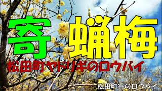 寄 蝋梅「松田町」