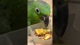 Paco the rescued parrot is learning to love healthy foods a little bit at a time