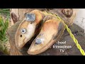 hoof horror unleashed removing nails to reveal a shocking pus eruption ⚠️💥😱