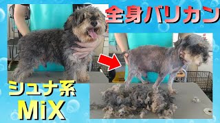 【トリミング】５倍速でわかる！シュナ系MiXのトリミング（全身バリカン）【３１時間目】