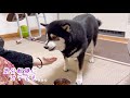 反抗的なのは顔だけ...。柴犬は、ご飯よりガルガルがお好き♪