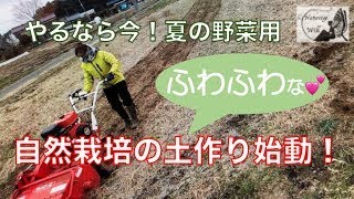 厳冬期の草管理は夏野菜の土作りに繋がります・トラスト地の浅耕耘１回目と管理機で麦踏み【#自然栽培 #家庭菜園】