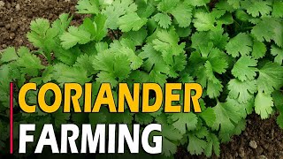 How to Grow Coriander/Dhaniya/Cilantro at Home | Coriander Farming / Coriander Cultivation