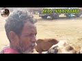 22.12.23.gudur sheep and goat market. நெல்லூர் ஜோடிபி தாயாடுகள்.జోడిపి గొఱ్ఱలు. nellorejodipi sheep