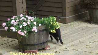 Prowling The Deck In Summer