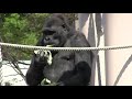 シャバーニ家族 778 shabani family gorilla