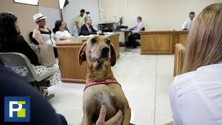 El primer juicio por maltrato animal en Costa Rica se llevó a cabo con el animal presente en corte