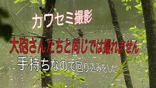 2023年9月17日カワセミ撮影1.57