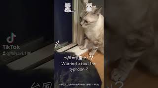 台風が気掛かり？（Worried about the typhoon?）#cat #猫動画 #猫好き#猫のいる暮らし #気掛かり