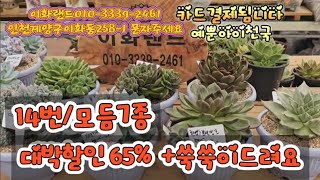 대박할인/14번스타젤리7종/분갈이흙드려요.  이화랜드010-3339-2461 나는농부다282회출연