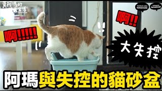 黃阿瑪的後宮生活-阿瑪與失控的貓砂盆