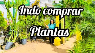 Comprando PLANTAS para FLORESTINHA da minha CASA