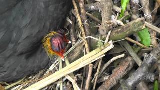 Meerkoet op nest