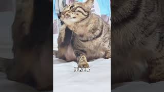 养猫猫费钱钱？小猫咪可不觉得这样的猫孩子谁不爱猫铲屎官的乐趣萌宠狸花猫