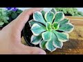 how to make variegated succulents