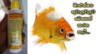 මාළුන්ගෙ තුවාලවලට බෙහෙත්..! | How to Treat Fish wounds