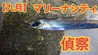 【九月】マリーナシティ釣り場偵察！