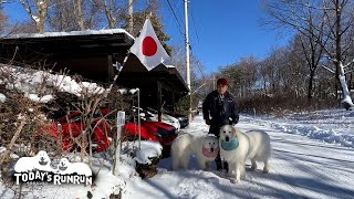 新しいスタイでのんびりと新年を迎えたルンルンとアランです　Great Pyrenees　グレートピレニーズ