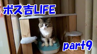 保護猫ボス吉、母だけに見せる無邪気な様子　part9　Boss cat life Part 9