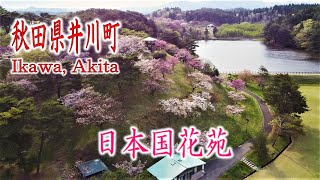 【秋田県井川町 日本国花苑】秋田の桜とドローンと私【DJI mini2】