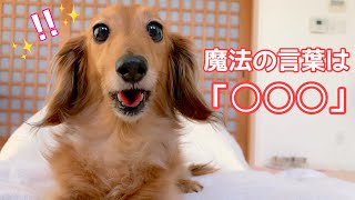 【ダックスフンド】愛犬たちに好きな食べ物のワードを並べてみたら？？？