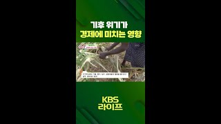 기후 위기가🌎 경제에 미치는 영향💵 [무엇이든 물어보세요] | KBS 방송