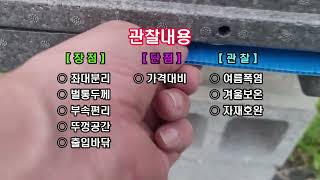 왕대이식, 무왕군(일벌산란) 벌통표식, 새로운 벌통 실험