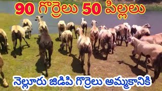 Nellore judipi sheeps 6281663881 8712808991