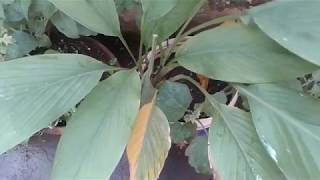 எங்க  வீட்டுத்தோட்டம்  மஞ்சள்  செடி / Turmeric plant my home garderning