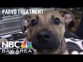 East Bay animal shelter using life-saving treatment to help dogs against Parvovirus