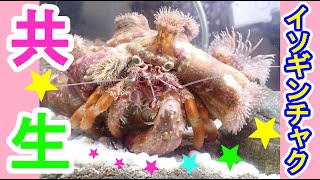 ヤドカリとイソギンチャクの共生！　毒針の愛で守っちゃう♪　Symbiosis　hermit crab　cua ẩn sĩ　ปูเสฉวน　kepiting pertapa　sea anemone