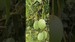 Malda mango langra Mango tree, Only bulk supply #farming #malda #mango