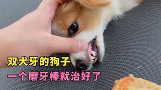 狗子长了双犬牙，医生建议手术拔掉，给它啃了个磨牙棒竟然就好了