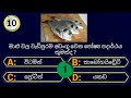 interesting questions and answers gk sinhala part 20 සාමාන්‍ය දැනුම ප්‍රශ්න