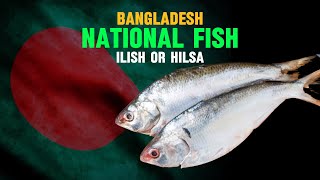 What is the national fish of Bangladesh?