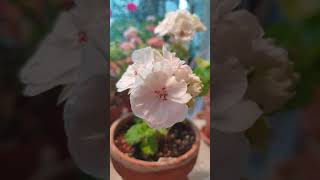 121.  비바 마들렌 제라늄 Viva Madeleine Geranium