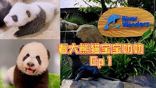 [CN/EN SUB] Ep 1 Visit Le Le 叻叻 1st Singapore born Giant Panda Baby 新加坡出生的第一只大熊猫宝宝叻叻探访记 1