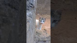 ഏതാ ഈ കുട്ടി 😍Wait till end😍#shortsfeed #cat #cats #catlover #cute cat #animals #short #shots#