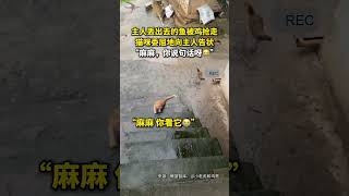 社会百态 | 主人丢出去的鱼被鸡抢走，猫咪委屈地向主人告状，“麻麻，你说句话呀😭”