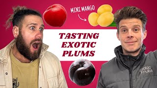 Tasting Unique Plum Varieties | Exotic Fruits