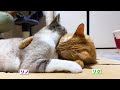 一生懸命に飼い主と会話をするキジトラ猫の朝。