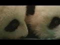 Super cute twin giant panda babies at Atlanta Zoo