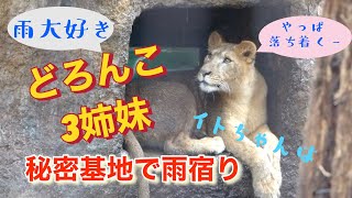 泥んこ３姉妹やっぱり土砂降りが好きその①☔️⚡️イトちゃんは時々秘密基地で雨宿り