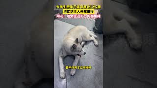 大學生帶狗子遛彎暴走12公里，狗累到主人開車來接，網友：陪女生逛街，狗都累癱