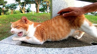 夕方の公園で野良猫が寝ていたのでナデナデするとゴロゴロと喜んだ