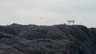 ウミネコの繁殖地島根県経島（ふみしま）